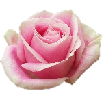 Rosita Vendela Roses Equateur Ethiflora